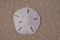 Sanddollar Royalty Free Stock Photo