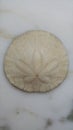 Sanddollar