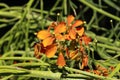 Sanddune Wallflower - Erysimum Capitatum Royalty Free Stock Photo