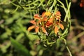 Sanddune Wallflower - Erysimum Capitatum Royalty Free Stock Photo