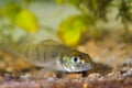 Sander lucioperca, zander or pike-perch juvenile freshwater fish in biotope aquarium Royalty Free Stock Photo