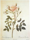 Sander`s White Rambler Rose Rosa Rosenbergiana Rosier de Rosenberg Illustration Roses Prints Flower Floral Sketch Nature