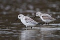 Sanderling