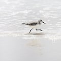 Sanderling