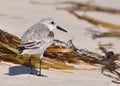 Sanderling on Beach