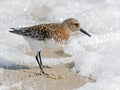 Sanderling on Beach