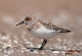 Sanderling