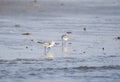 Sanderling shorebirds on beach, Hilton Head Island