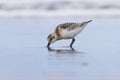 Sanderling of birds on the sea shore with reflection B Royalty Free Stock Photo