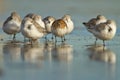 Sanderling ( calidris alba ) Royalty Free Stock Photo