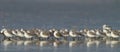 Sanderling ( calidris alba )