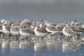 Sanderling ( calidris alba ) Royalty Free Stock Photo