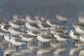 Sanderling ( calidris alba ) Royalty Free Stock Photo