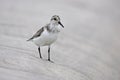 Sanderling (Calidris alba) Royalty Free Stock Photo