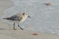 A sanderling calidris alba on the beach of the Gulf of Mexico in Florida. Royalty Free Stock Photo