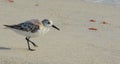 A sanderling calidris alba on the beach of the Gulf of Mexico in Florida. Royalty Free Stock Photo