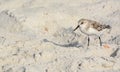 A sanderling calidris alba on the beach of the Gulf of Mexico in Florida. Royalty Free Stock Photo