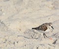 A sanderling calidris alba on the beach of the Gulf of Mexico in Florida. Royalty Free Stock Photo