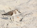 A sanderling calidris alba on the beach of the Gulf of Mexico in Florida. Royalty Free Stock Photo