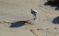 Sanderling (Calidris alba) feeding along the shore in Laguna Beach, California. Royalty Free Stock Photo