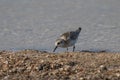 Sanderling Calidris alba feeding along the tideline on the coast Royalty Free Stock Photo