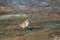 Sanderling (Calidris alba) feeding along the tideline on the coast Royalty Free Stock Photo