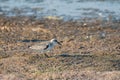 Sanderling (Calidris alba) feeding along the tideline on the coast Royalty Free Stock Photo