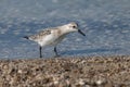 Sanderling Calidris alba feeding along the tideline on the coast Royalty Free Stock Photo