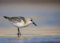 Sanderling - Calidris alba