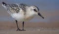 Sanderling - Calidris alba