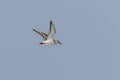 Sanderling (Calidris alba