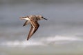 Sanderling (Calidris alba Royalty Free Stock Photo
