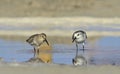 Sanderling and Dunlin, Greece Royalty Free Stock Photo