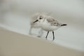 Sanderling (Calidris alba)