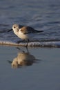 Sanderling (Calidris alba) running in surf