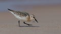 Sanderling - Calidris alba