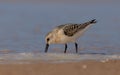 Sanderling - Calidris alba