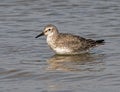 The sanderling - Calidris alba Royalty Free Stock Photo