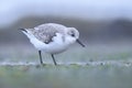 Sanderling, calidris alba, sandpiper bird foraging on a beach Royalty Free Stock Photo