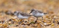 A Sanderling Calidris alba searching for food