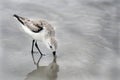 Sanderling sandpiper shore bird on the Hilton Head Island Beach