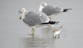 Sanderling and Gulls on the Hilton Head Island Beach Royalty Free Stock Photo