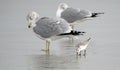 Sanderling and Gulls on the Hilton Head Island Beach