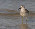 The sanderling - Calidris alba