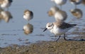 Sanderling (Calidris alba) in winter plumage foraging on the ocean coast. Royalty Free Stock Photo