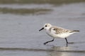 Sanderling (Calidris alba) in winter plumage foraging on the ocean coast. Royalty Free Stock Photo