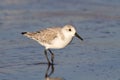 Sanderling (Calidris alba) in winter plumage on the ocean coast at sunset Royalty Free Stock Photo