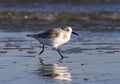 Sanderling (Calidris alba) in winter plumage running on the ocean coast. Royalty Free Stock Photo