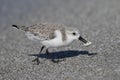 Sanderling catching a crab on the beach - Captiva Island, Florid Royalty Free Stock Photo