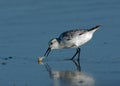 Sanderling catching Sand Crab